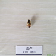 昆蟲標(biāo)本 蝴蝶標(biāo)本 昆蟲標(biāo)本真蟲 獨(dú)立盒包裝 學(xué)校幼兒園教學(xué)生 蜜蜂