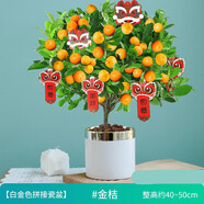四季金桔樹(shù)苗盆栽帶果綠植植物室內 花卉 陽(yáng)臺 年宵小橘子 綠植花卉盆栽盆景綠植植物Z 大棵金桔+白金色拼接瓷盆(高40-50cm)