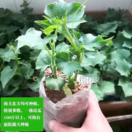農(nóng)之子 佛手瓜種苗種子蔬菜苗龍須菜種瓜苗子帶土帶芽福壽瓜 佛手瓜苗子 3棵【帶土發(fā)貨】