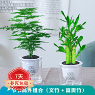祺典花卉植物室內(nèi)花辦公桌面凈化空氣水培小綠植好養(yǎng)易活驅(qū)蚊盆栽 【節(jié)節(jié)高升組合】富貴竹+文竹 帶盆栽好