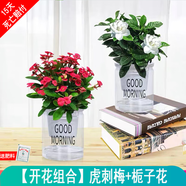 綠有意綠植盆栽多肉花卉盆栽植物室內(nèi)桌面水培綠植辦公室客廳植物懶人 開花組合】虎刺梅+梔子花