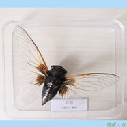 昆蟲標(biāo)本 蝴蝶標(biāo)本 昆蟲標(biāo)本真蟲 獨(dú)立盒包裝 學(xué)校幼兒園教學(xué)生 蟬(蚱蟬)
