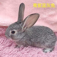 散養新西蘭白兔肉兔苗比利時(shí)肉兔小兔苗種兔苗種公兔種母兔可繁殖公母可選可食用健康包活包郵 青紫蘭兔苗 公母一對（2只）