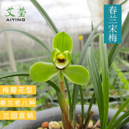 艾瑩四季蘭花苗蘭寶石中矮種夏帶花苞出售濃香花卉新手好養盆栽 宋梅2苗連體