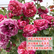 飛沭月季花苗爬藤薔薇月季花樹(shù)陽(yáng)臺盆栽花卉庭院爬墻植物四季開(kāi)花 伊蕾莎斯特 中大苗【1.2-1.4米高】