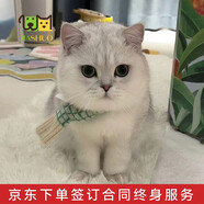 佳朔金漸層活體寵物貓咪幼貓純種英短全程輔助養(yǎng)貓簽訂合同雙重保障 寵物級(jí) 英短銀漸層