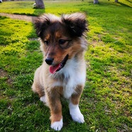 優(yōu)寵奇派喜樂蒂牧羊犬幼犬活體純種寵物狗狗幼崽幼犬 血統(tǒng)級 公