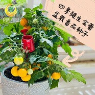鳳鳴雅世矮生黃色櫻桃番茄種子陽(yáng)臺園藝盆栽金蕾盆栽小番茄種子1克