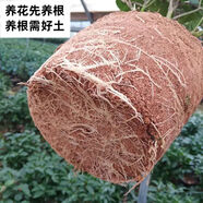 名貴黑色系稀有山茶花樹苗盆栽超級黑赤丹金碧輝煌 墨川 超級墨川 茶花專用土_2.8公斤 不含盆