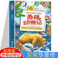 西頓動物記灰熊華普傳彩繪版 小學(xué)生3-6年級課外閱讀書籍8-10-12歲兒童文學(xué)國外經(jīng)典名著動物小說
