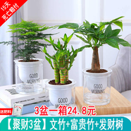 綠有意綠植盆栽多肉花卉盆栽植物室內(nèi)桌面水培綠植辦公室客廳植物懶人 聚財3盆】文竹+富貴竹+發(fā)財樹