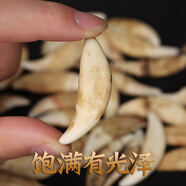 顧靜飛實(shí)物拍攝大獒牙原色牙真黑狗牙齒狼牙項鏈男女本命年吊墜飾品激光刻字 5.3-5.4