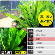異景園魚(yú)缸水族箱造景水榕沉木活體水草淡水無(wú)土植物后景真水草凈水增氧 綠九冠(1發(fā)2，2發(fā)5)