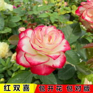 睿格達(dá)嫁接多色玫瑰花老樁玫瑰薔薇老根四季開花月季花苗室內(nèi)外盆栽大花 紅雙喜 買一顆送一顆發(fā)2顆 不含盆