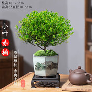 綠有意小葉赤楠老樁盆景苗植物花卉微景觀水培辦公室內(nèi)好養(yǎng)四季常青盆栽 彩繪山水瓷盆+仿木托盤+苔蘚