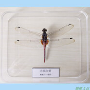 昆蟲標(biāo)本 蝴蝶標(biāo)本 昆蟲標(biāo)本真蟲 獨(dú)立盒包裝 學(xué)校幼兒園教學(xué)生 蜻蜓（品種隨機(jī)）