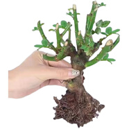 檸八5年月季老樁玫瑰老樁花苗大花濃香四季花卉綠植陽臺庭院 盆栽地栽 15元6棵 下單備注品種 不含盆