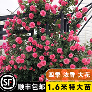 坤卉薔薇花苗爬藤耐寒藤本月季特大爬墻花卉陽(yáng)臺盆栽庭院植物四季開(kāi)花 粉色達芬奇（當年開(kāi)花爆滿(mǎn)） 1.6米左右爬藤特大苗