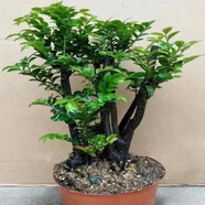 御春閣小葉紫檀樹苗黑骨茶室內(nèi)陽臺盆栽花卉綠植耐寒四季常青微景觀樁形 中號4根25厘米高左右