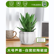 嘆為觀止18種吊蘭任你選金邊吊蘭各種盆栽花卉客廳垂吊桌面植物凈化空氣 大號蘆薈【陶瓷盆】 不含盆