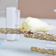 閃兔  鳥用站桿鸚鵡花椒木天然磨牙棒鷯哥磨爪玄鳳驅(qū)蟲棲杠八哥鳥站棍 雙頭螺絲45cm花椒木鳥用站棍