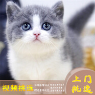 夢(mèng)茜兒（MEXEMINA）英短藍白幼貓正八臉滿(mǎn)耳滿(mǎn)背五粉矮腳藍白活物英短拿破侖藍白貓咪 血統級 視頻挑選 公
