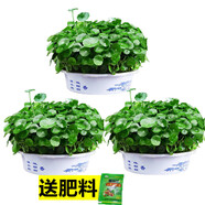 綠有意帶葉銅錢草水培植物辦公室內盆栽客廳桌面綠植花卉趣味水養(yǎng)金錢草 【帶葉】茂盛銅錢草【3青山盆】 含盆