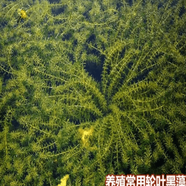 花俊水草種子伊樂(lè )藻輪葉黑藻養魚(yú)蝦草籽種子四季凈化水質(zhì)的魚(yú)塘水草 小米草種子1斤