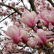 看匠玉蘭樹(shù)苗紫玉蘭黃鳥(niǎo)室外庭院花園多年生木本花卉植物好養易成活 二喬玉蘭 小苗高度50到70厘米