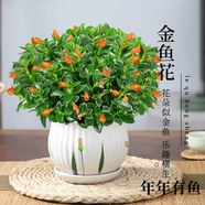 嘆為觀(guān)止18種吊蘭任你選金邊吊蘭各種盆栽花卉客廳垂吊桌面植物凈化空氣 金魚(yú)吊蘭 不含盆