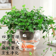 嘆為觀止18種吊蘭任你選金邊吊蘭各種盆栽花卉客廳垂吊桌面植物凈化空氣 常春藤 含盆