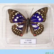 昆蟲標(biāo)本 蝴蝶標(biāo)本 昆蟲標(biāo)本真蟲 獨(dú)立盒包裝 學(xué)校幼兒園教學(xué)生 蝴蝶(大紫蛺蝶)