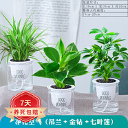 祺典花卉植物室內(nèi)花辦公桌面凈化空氣水培小綠植好養(yǎng)易活驅(qū)蚊盆栽 【凈化套餐】吊蘭+金鉆+七葉蓮 帶盆栽好