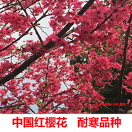 耀強(qiáng)正宗中國(guó)紅櫻花樹苗名貴苗木庭院風(fēng)景大樹云南日本櫻花苗地栽盆栽 中國(guó)紅50-60厘米高 帶土發(fā)貨 其他