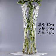 石子樹(shù)特大號(hào)大口徑長(zhǎng)筒高花瓶轉(zhuǎn)富貴竹寬口玻璃花瓶落地客廳擺件 高50CM口徑20CM百財(cái)花瓶