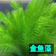 逸樂(lè )寵魚(yú)缸水草活體魚(yú)缸造景懶人水草套餐有莖類(lèi)水榕前中后景水蘭珍珠皇冠真水草水蘭水族箱裝飾小魚(yú)缸造景 金魚(yú)藻10顆帶陶瓷環(huán)