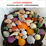 藍海精靈天然大海螺貝殼海星打孔 水族小魚(yú)缸造景裝飾底砂過(guò)濾造景裝飾擺 打孔100只天然海螺貝殼