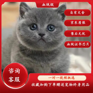 蒂瑞科純種藍(lán)貓純種藍(lán)貓小貓咪活體英國(guó)短毛貓寵物活體貴族藍(lán)貓寵物貓 血統(tǒng)級(jí)