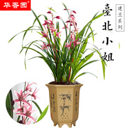 華香園綠植花卉蘭花四季建蘭臺北小姐紅粉佳人辦公室內(nèi)客廳盆栽 臺北小姐3苗 不帶花苞 裸根發(fā)貨