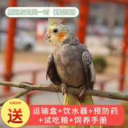 朗繽 鸚鵡活體鳥活物虎皮鸚鵡寵物活鳥玄鳳鸚鵡手養(yǎng)鳥會說話幼鳥幼崽 原始灰色 2只（一公一母）