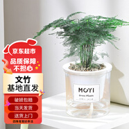 蘇墨的墨文竹盆栽帶懶人自吸盆植物綠植好養(yǎng)竹子盆景 文竹早安盆 源頭直發(fā)