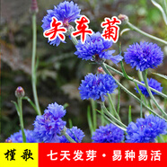 簡(jiǎn)雪太陽(yáng)花種子重瓣混色盆栽四季種植易活花籽室內外陽(yáng)臺庭院花卉種子