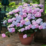 御春閣繡球花苗無(wú)盡夏四季開(kāi)花花盆栽庭院好養的花卉植物綠植鮮樹(shù)苗花卉 夏洛特1棵2-4個(gè)分枝