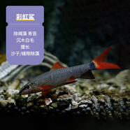 魚(yú)官兒清道夫工具魚(yú)除藻魚(yú)巧克力娃娃小精靈黃金胡子小型熱帶觀(guān)賞清潔魚(yú) 彩虹鯊2條（4-6cm）
