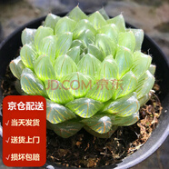 墨一（送貨上門）玉露多肉植物帶盆藍(lán)鏡玉露辦公室桌面盆栽植物花卉 冰川 帶盆栽好
