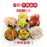 壹分皿多肉植物一整箱含盆帶土新手套餐組合盆栽套裝萌肉肉植物星辰園藝 6顆隨機(jī)不同品種（50#盆）