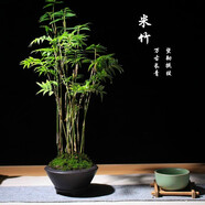 秋穎米竹盆栽盆景植物四季常綠驅(qū)蚊竹造景竹微景觀盆景竹小葉米竹盆栽 10根苗帶土球發(fā)貨（不含盆）