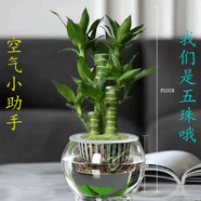 嘆為觀止18種吊蘭任你選金邊吊蘭各種盆栽花卉客廳垂吊桌面植物凈化空氣 特級五珠蓮花竹 不含盆
