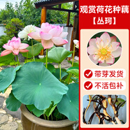 臨雅觀賞荷花種苗盆栽魚池塘水培綠植物蓮花卉水養(yǎng)蓮藕苗碗蓮睡蓮盆景 【叢珂】觀賞荷花種藕
