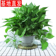 繽賢綠蘿盆栽室內辦公室植物大葉吊蘭花卉綠植綠籮盆景吸水盆懶人 綠蘿透明吸水盆1盆